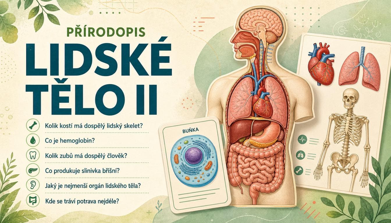 Náhledový obrázek kvízu Přírodopis: Lidské tělo II